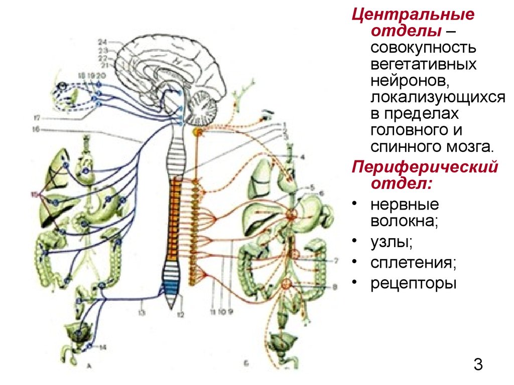 Где расположены вегетативные симпатические нейроны