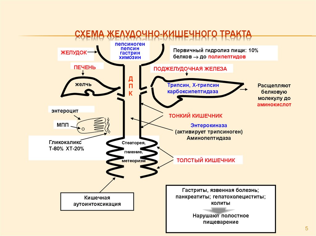 Схема жкт корнилова