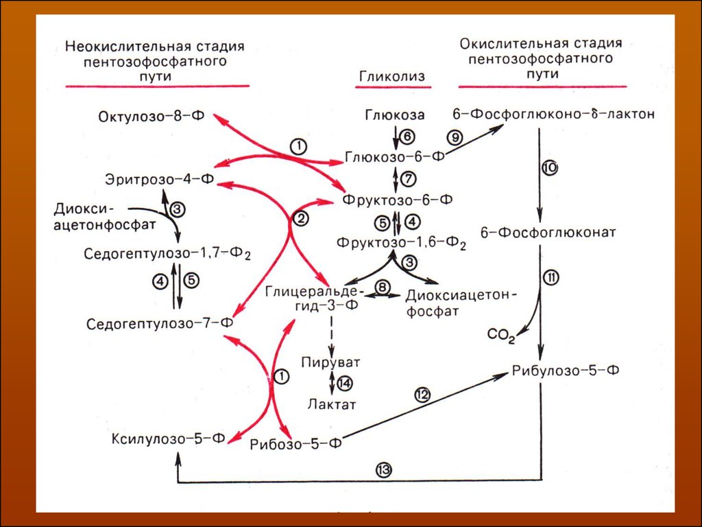 Окислительный этап гликолиза. Неокислительный этап пентозофосфатного пути схема. Схема пентозофосфатного цикла. Окислительный пентозофосфатный путь схема. Метаболизм Глюкозы гликолиз и пентозофосфатный путь.