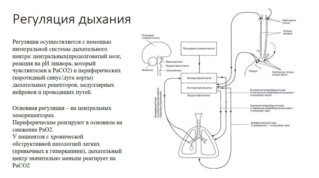 Составить схему регуляции дыхания