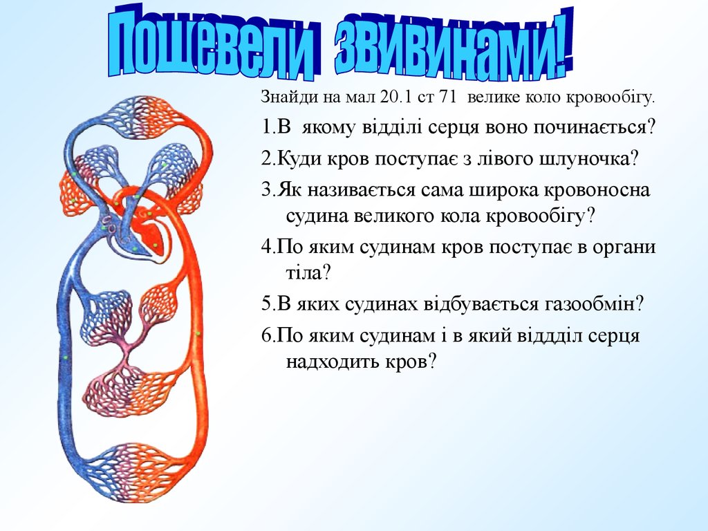 Коло в человеке. Велике коло кровообігу. Схема малого кола кровообігу. Мале коло кровообігу починається з. Час кола кровообігу.