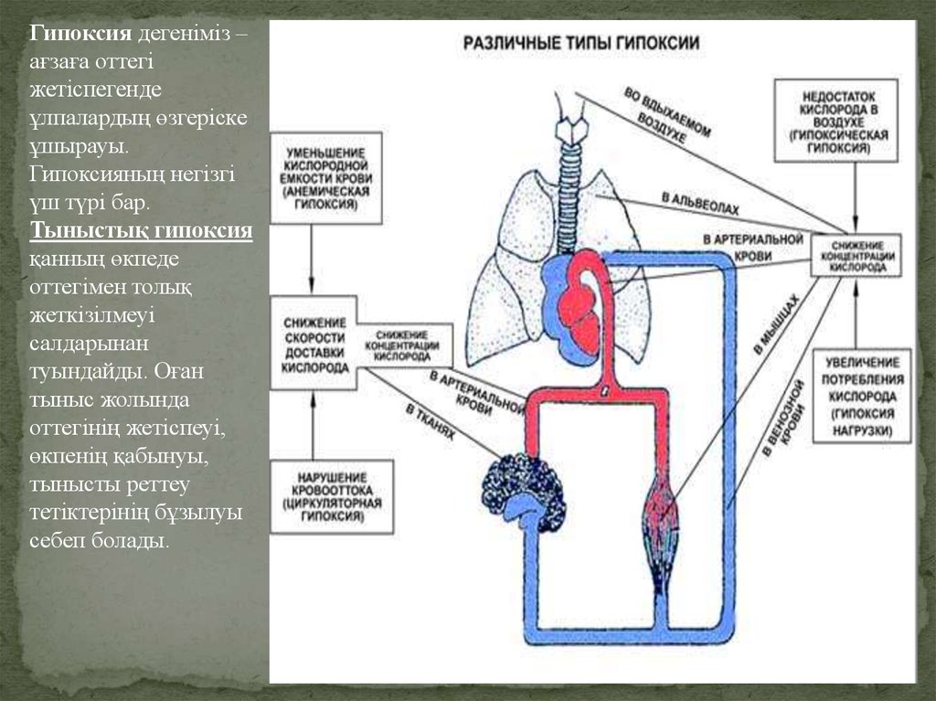 Снижение кислорода. Гипоксия дегеніміз не қазақша. Вид сердечно-сосудистого типа кислородного голодания. Анемическая гипоксия схема альвеолы. Картинка схема кислородному голоданию тканей.