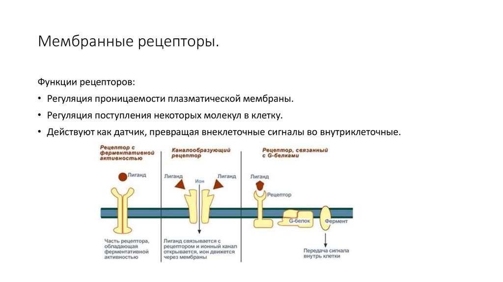 Рецепторные белки функции