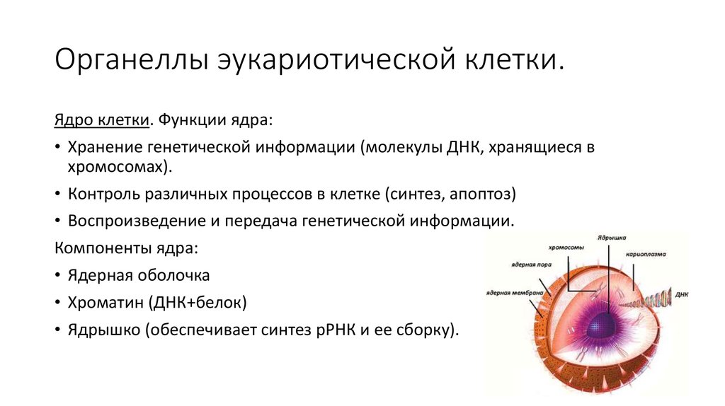 Органоиды клетки ядро функции. Функции органелл эукариотической клетки. Функции органоидов клетки эукариот. Органоиды клетки эукариот. Функции эукариотической клетки кратко.