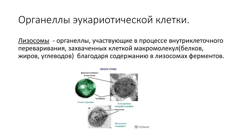 На рисунке изображен процесс метаболизма эукариотической клетки. Основные компоненты эукариотической клетки их строение и функции. Органеллы эукариотических клеток схема. Классификация органелл эукариотической клетки. Клеточные органеллы у эукариот.