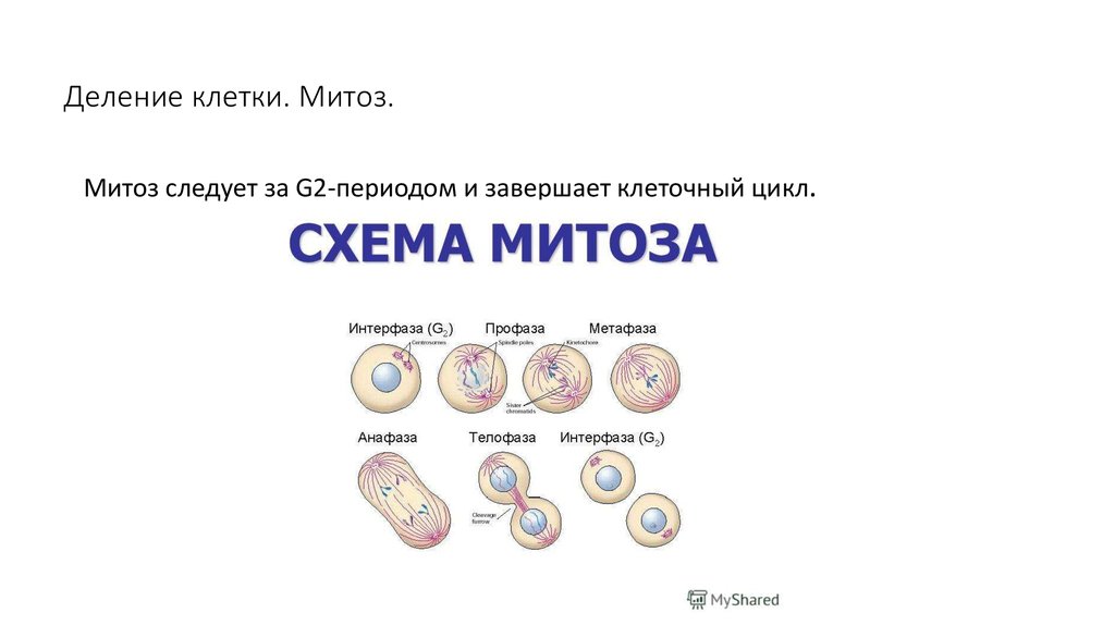 Митоз это основной способ деления. Деление клетки митоз 6 класс биология. Деление клетки митоз 6 класс. Митоз цитология. Алгоритм деления клетки.