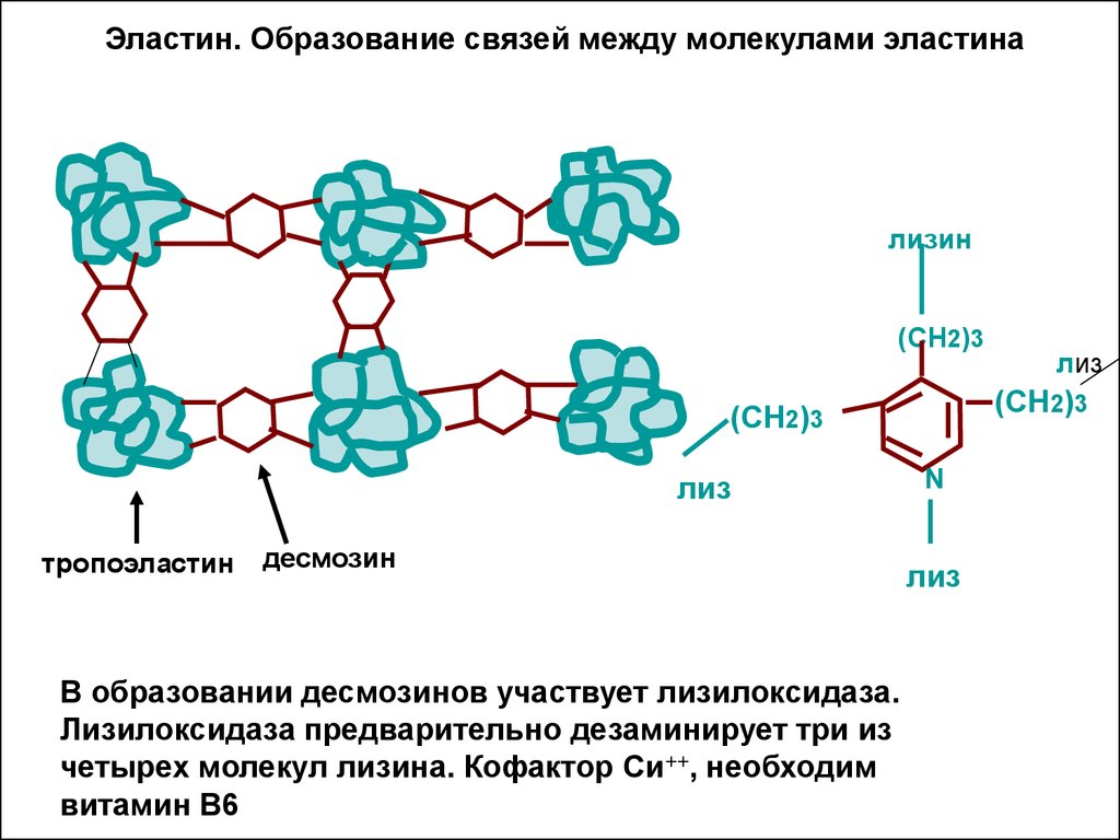 Катаболизм эластина схема