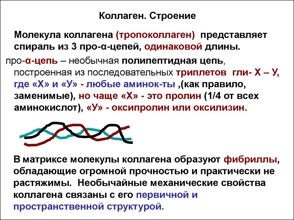 Синтез коллагена презентация