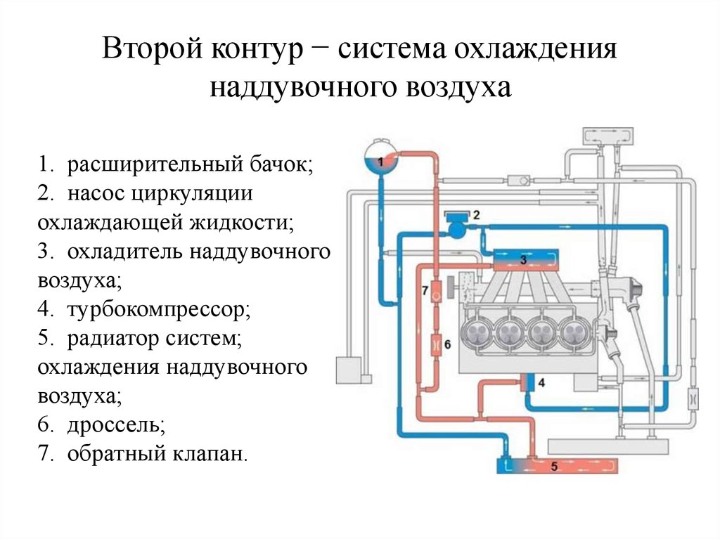 Циркуляция ож