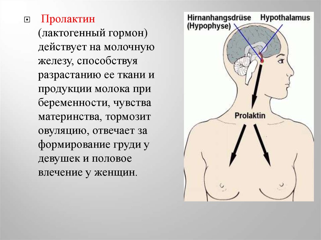 Гормоны отвечающие за либидо у женщин