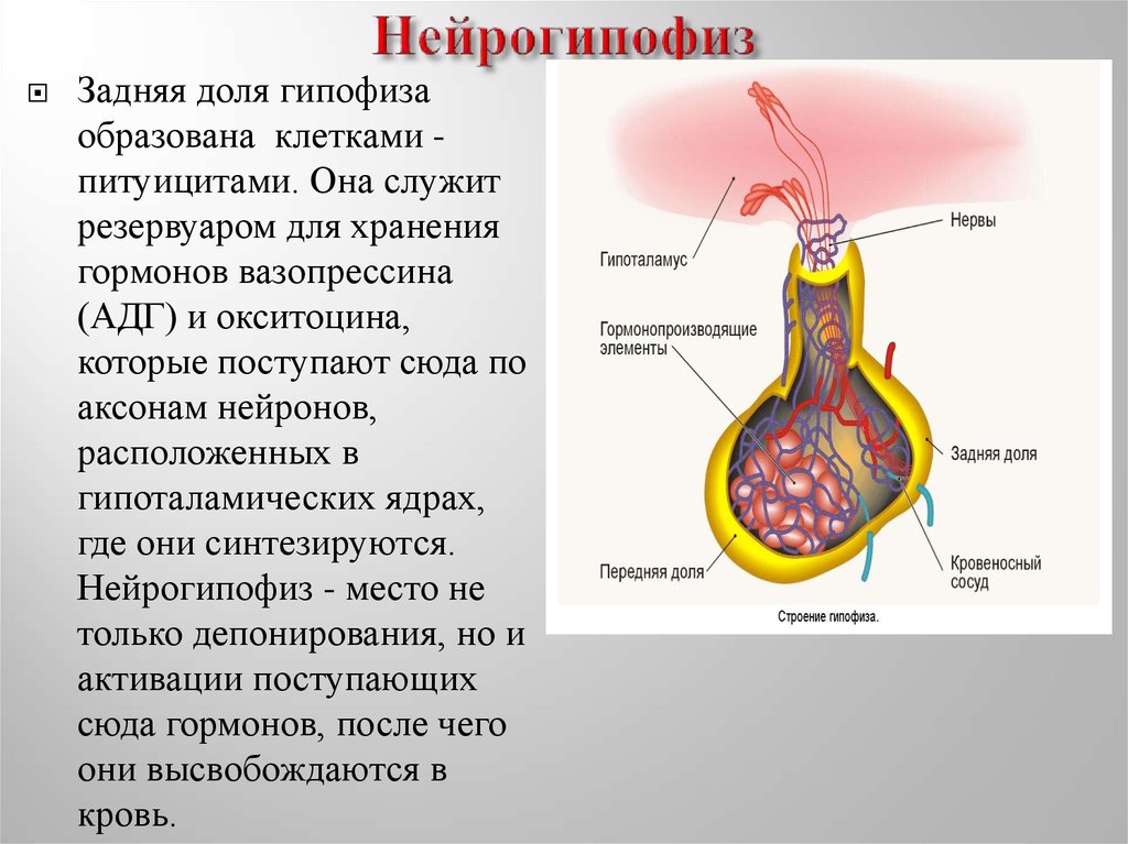 Нейрогипофиз. Гормоны задней доли гипофиза строение. Гормоны задней доли гипофиза структура. Задняя доля гипофиз (нейрогипофиз) функции. Строение и функции задней доли гипофиза.