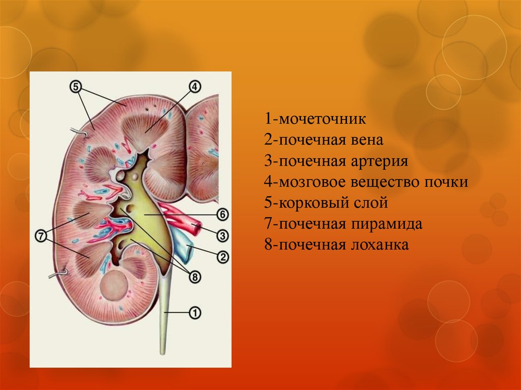 Сонно 4. Почечная пирамида почечная лоханка. Почечная Вена и мочеточник. Почка Вена артерия мочеточник.