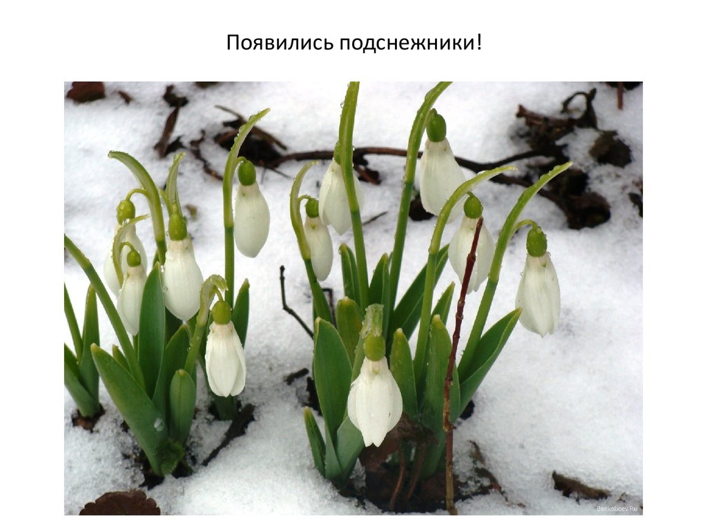 Существительные характеризующие раннюю весну. Весной появляются подснежники. Подснежники всех видов. Самые первые весенние цветы.