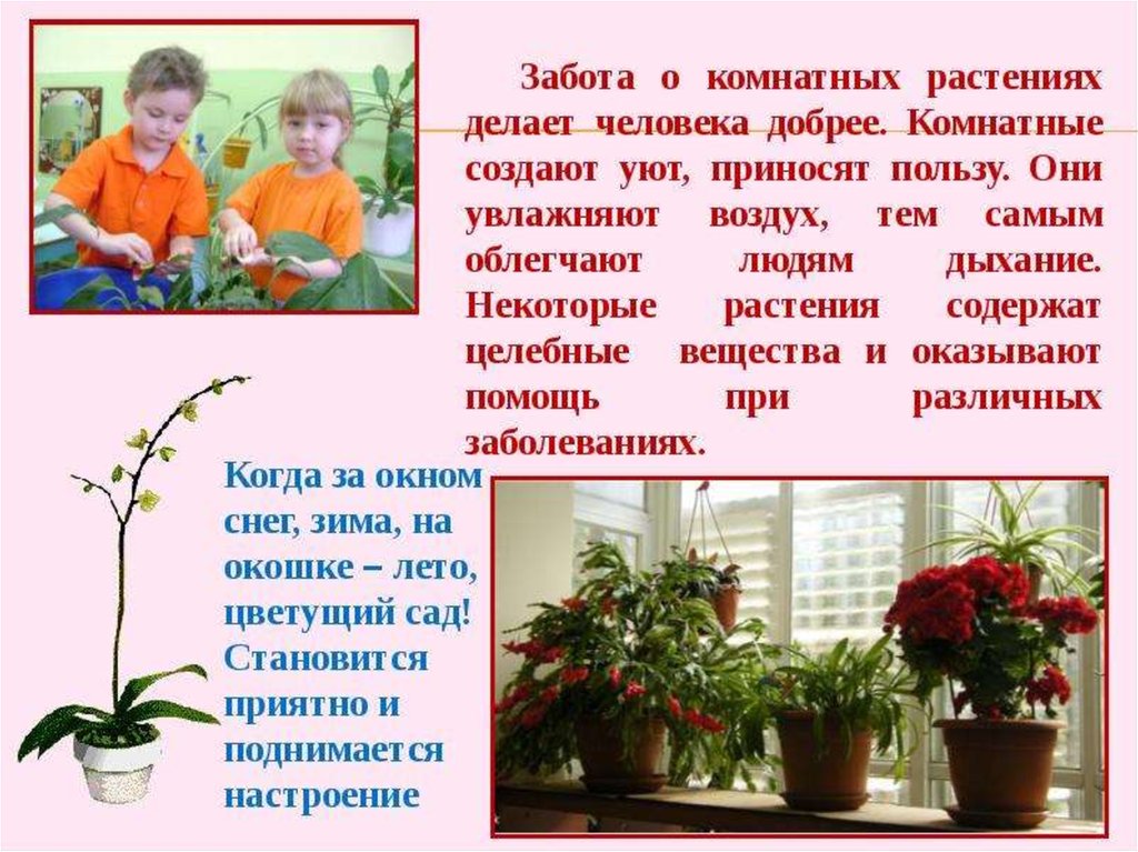 Рассказ о заботе о человеке. Проект комнатные цветы. Комнатные растения для дошкольников. Информация о домашних цветах. Проект Мои домашние цветы.