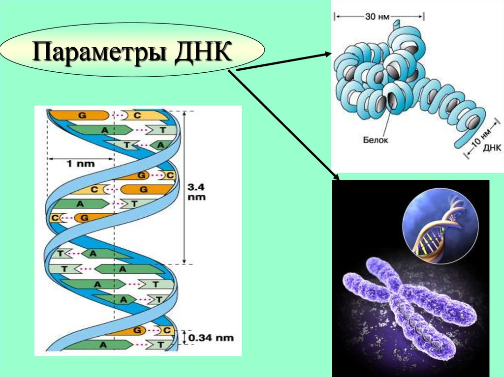 Днк 14. Параметры ДНК. ДНК человека. Размер молекулы ДНК. Длина молекулы ДНК.