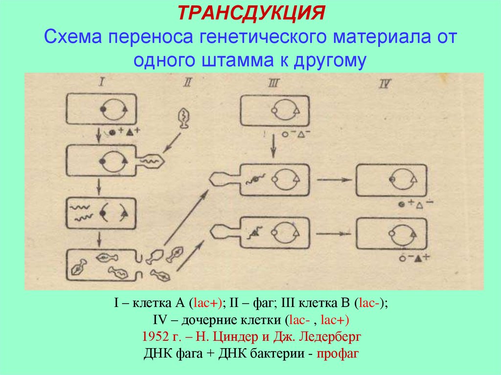 Схема трансдукция у бактерий