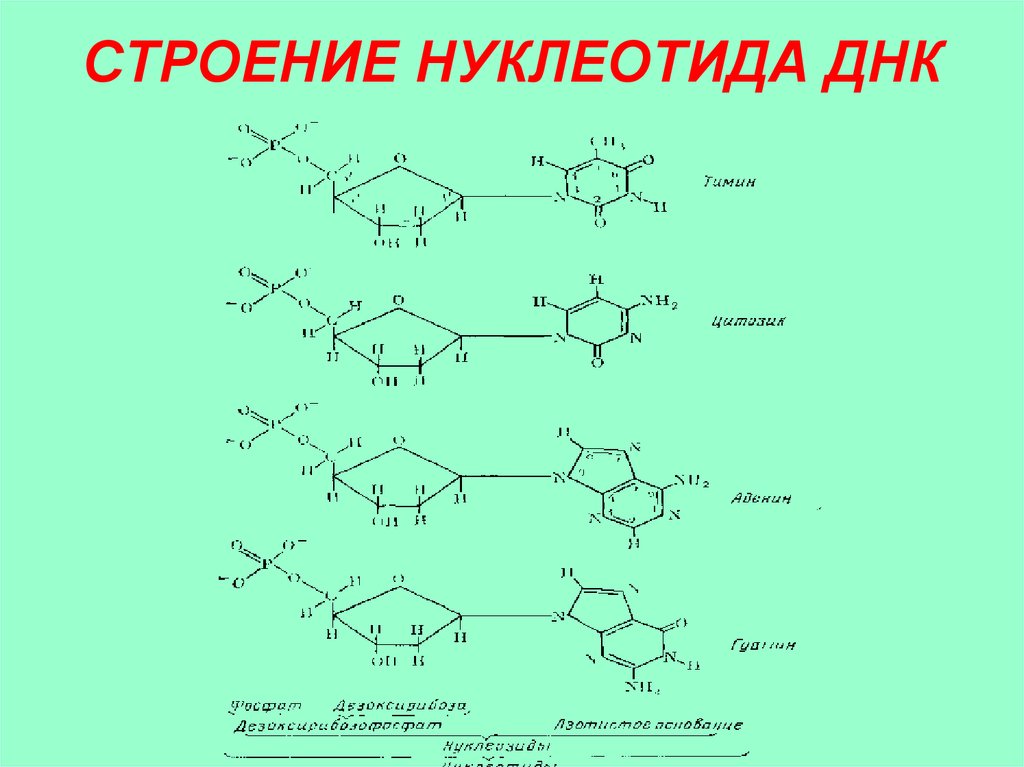 Состав нуклеотида днк. Схема строения нуклеотида ДНК. Структурная формула нуклеотида ДНК. Строение нуклеотида ДНК формула. Строение нуклеотида ДНК.