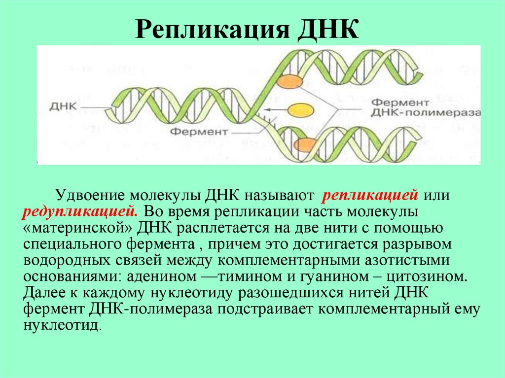 Другое название днк. Репликация (редупликация, удвоение ДНК). Последовательность этапов репликации молекулы ДНК. Схема репликации молекулы ДНК. Удвоение (репликация) молекул ДНК.