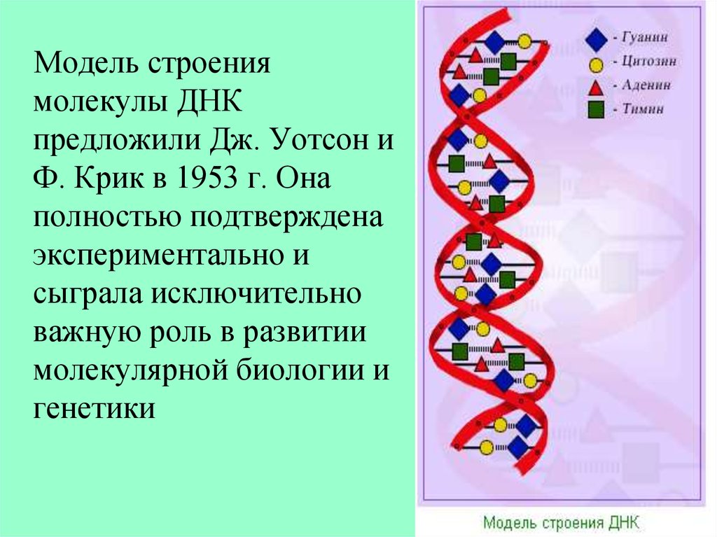 Процесс разрезания молекулы днк. Двойная спираль молекулы ДНК. 1 Структура ДНК рисунок. Строение молекулы ДНК. Структура молекулы ДНК.