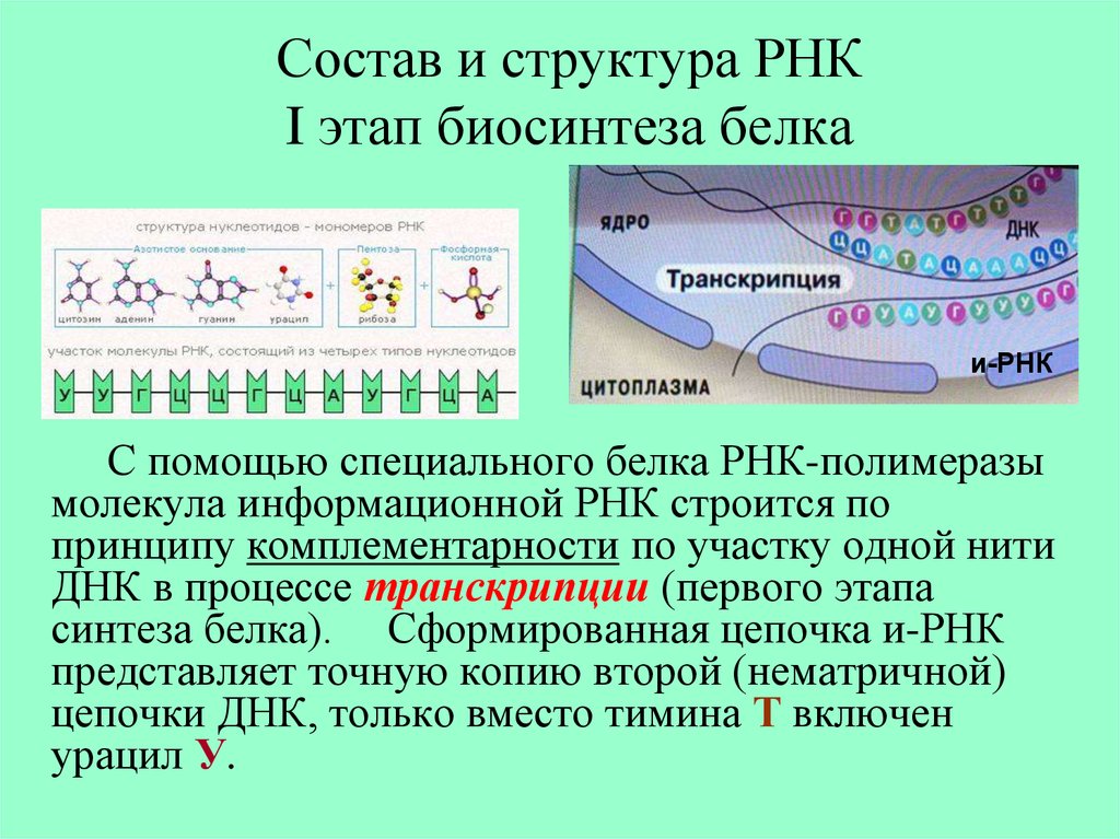 Рнк энергия. Транскрипция РНК полимераза. Транскрипция процесс биосинтеза. Процесс синтеза белков. Синтез РНК транскрипция.