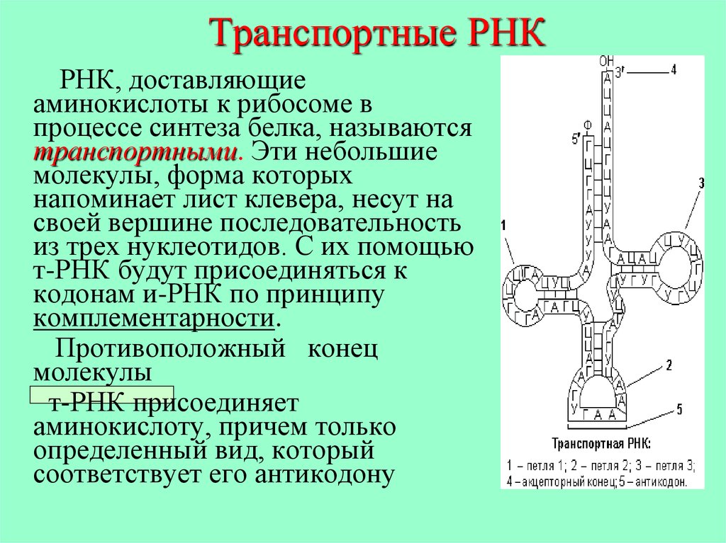 Антикодоны т рнк комплементарны