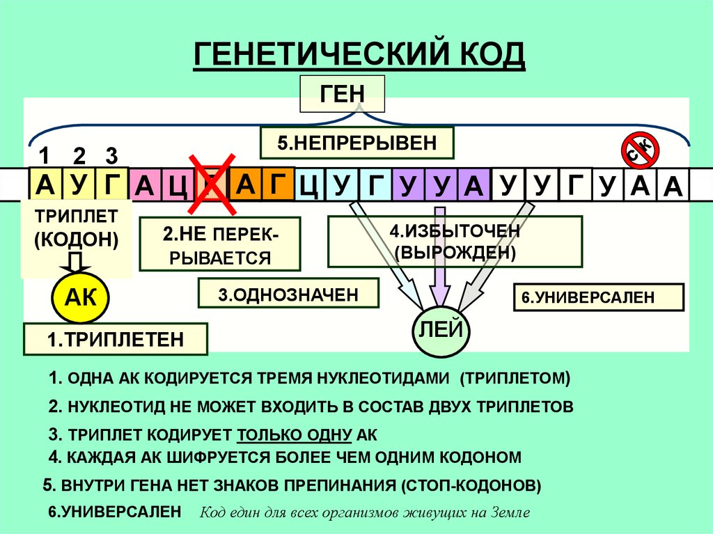 Белок ген аминокислота. Свойства ген кода. Ген генетический код. Особенности генетического кода. Триплет это в биологии.