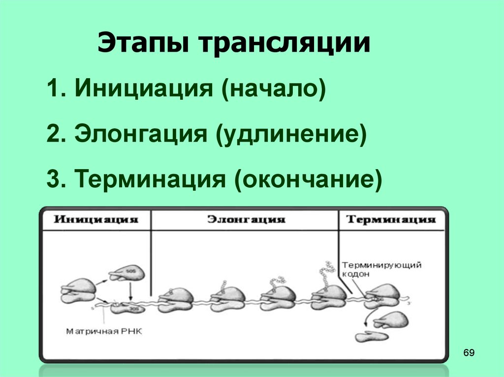 Процесс трансляции этапы трансляции