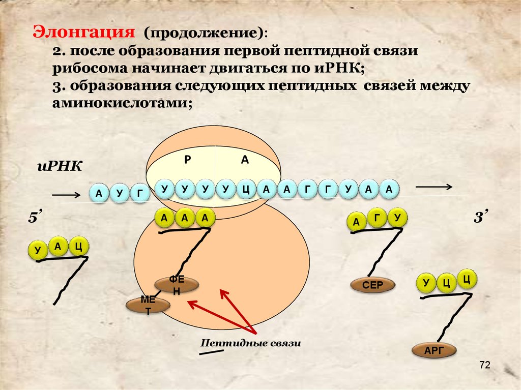 Схема синтеза белка в рибосоме