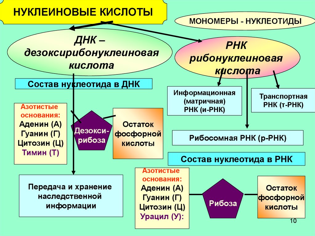 Нуклеиновая кислота функции свойства. Остаток фосфорной кислоты ДНК И РНК. Остаток фосфорной кислоты ДНК. Нахождение в природе ДНК И РНК. Количество остатков фосфорной кислоты в ДНК.