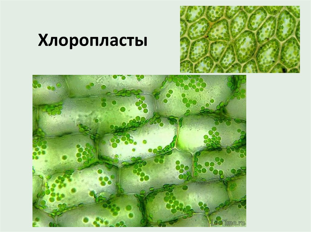 Организмы с хлоропластами