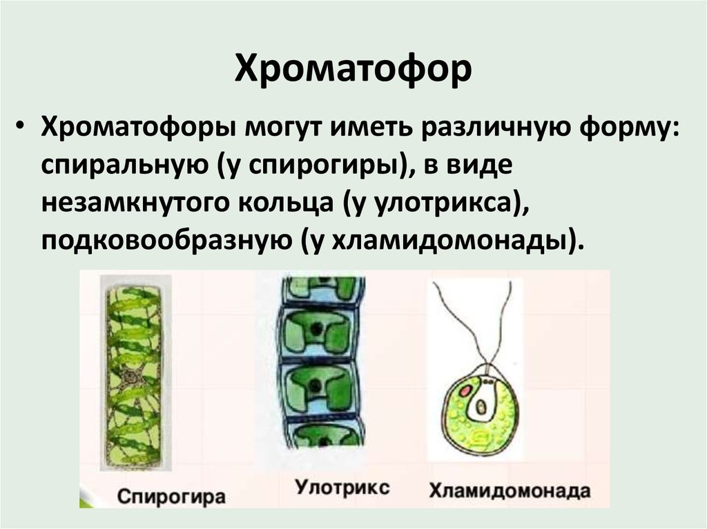 Известно что хламидомонада одноклеточная фотосинтезирующая зеленая водоросль. Спирогира хроматофор пиреноид. Форма хроматофора у хлореллы. Хлореллы - улотрикса - спирогиры -. Строение хроматофора у спирогиры.
