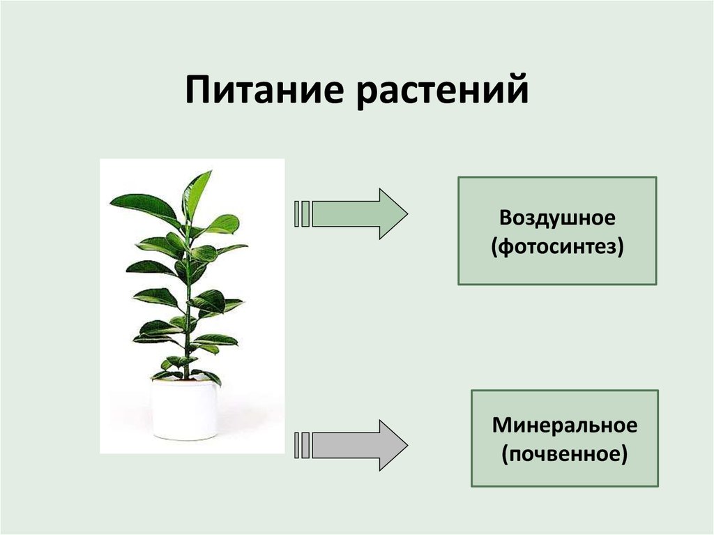 Тест по теме минеральное питание. Питание растений фотосинтез. Минеральное питание растений фотосинтез. Воздушное питание растений. Процесс воздушного питания растений.