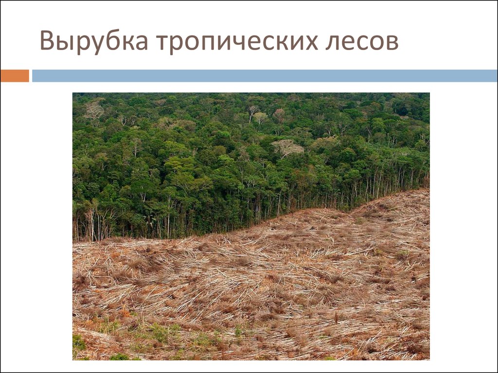 Проблема тропического леса. Вырубка лесов. Вырубка тропических лесов. Сведение лесов в Азии. Сведение лесов.
