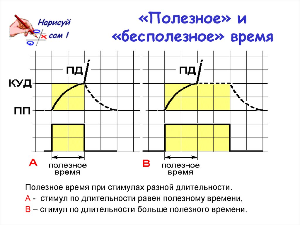 Полезное время. Полезное время физиология. Полезное время раздражения. Полезное время раздражителя.