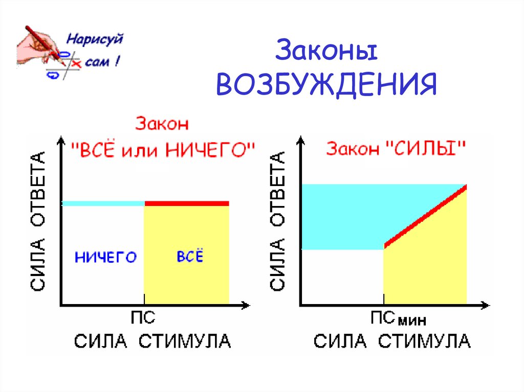 Законы возбуждения