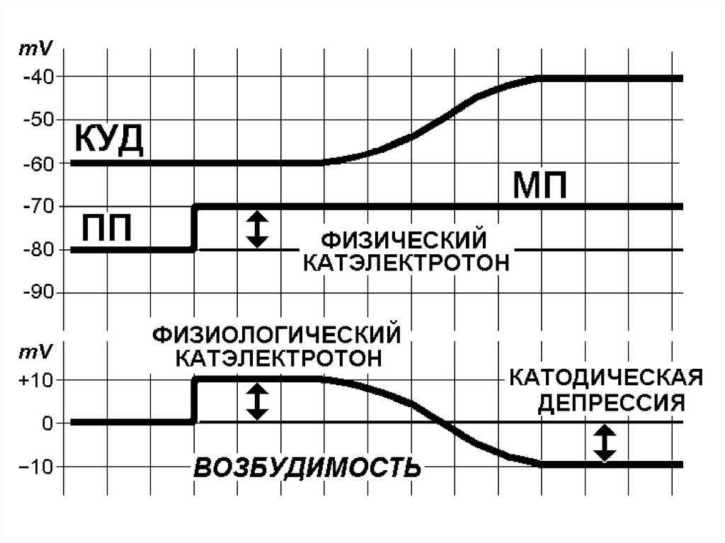 Электротон. Катодическая депрессия Вериго физиология. Катэлектротон физиология. Электротон катодическая депрессия. Анодная экзальтация физиология.