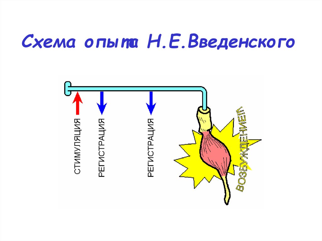 Схема опыта сеченова