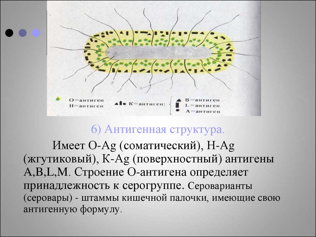 Строение имеет. Антигенная структура e coli. Антигенная структура синегнойной палочки. Антигенное строение кишечной палочки. Кишечная палочка строение.