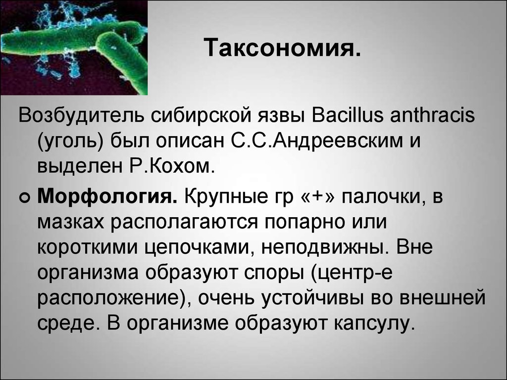 Презентация по микробиологии сибирская язва