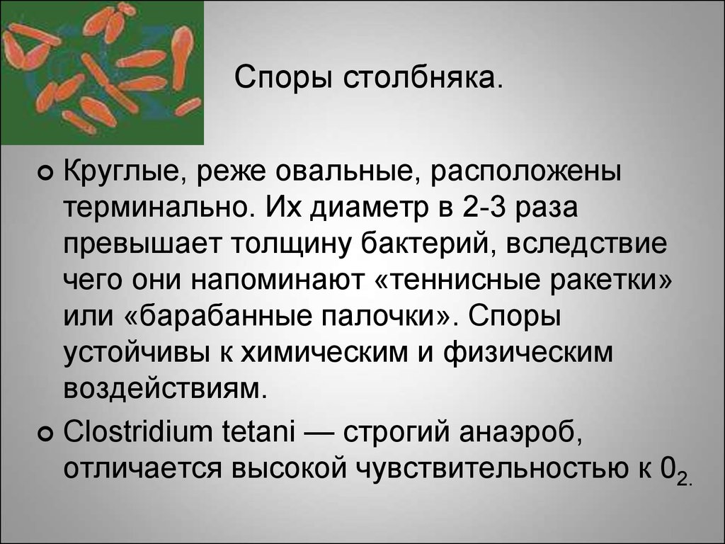 Содержимое споры. Споры столбняка. Споры возбудителя столбняка. Споры столбнячной палочки.