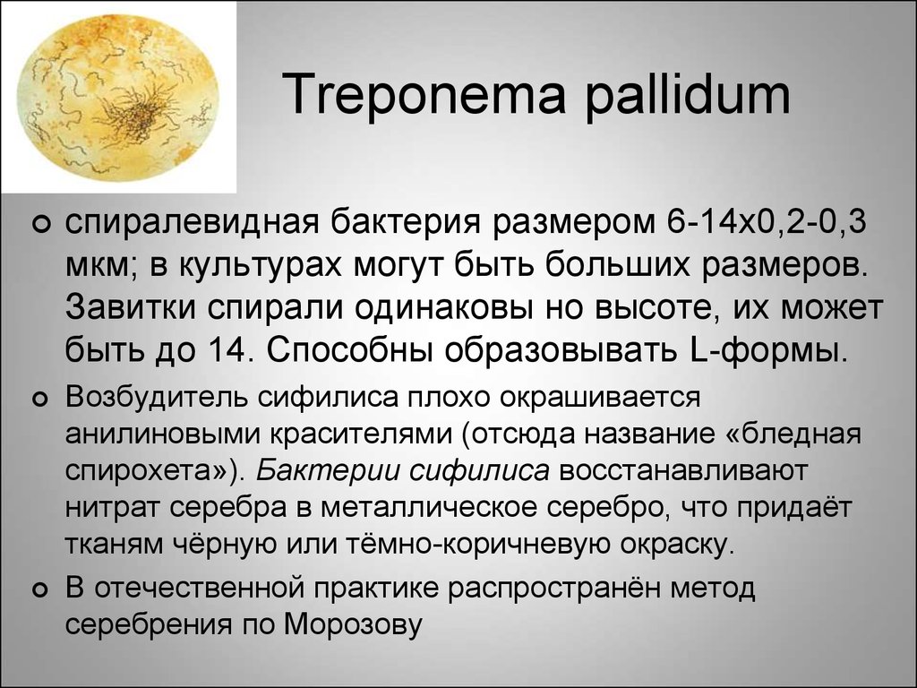 Тreponema pallidum