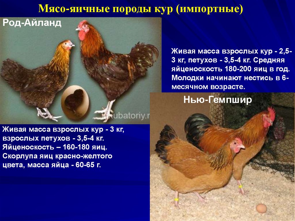 Породы яйценосных кур с фото и описанием