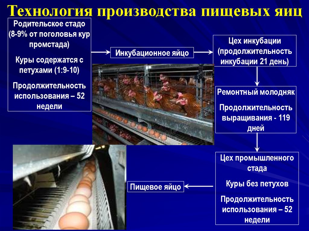 Содержание животных элемент технологии производства животноводческой продукции презентация