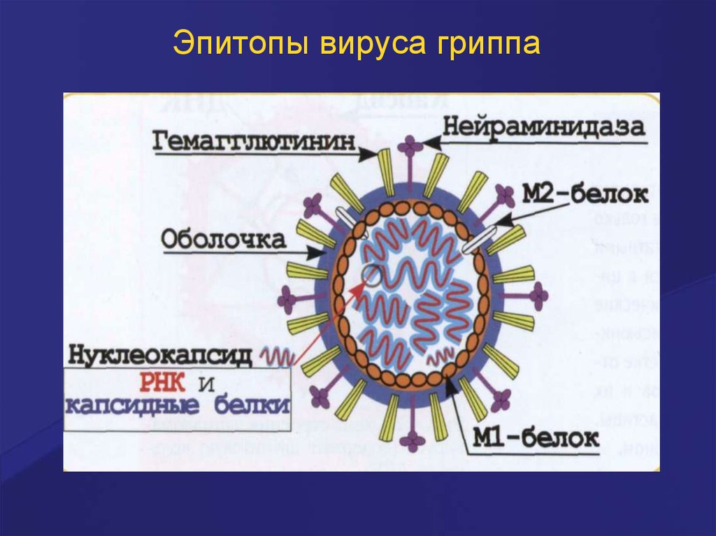Нейраминидаза вируса гриппа. Нуклеокапсид вируса гриппа. Эпитопы. Эпитоп это в иммунологии. Эпитоп это микробиология.