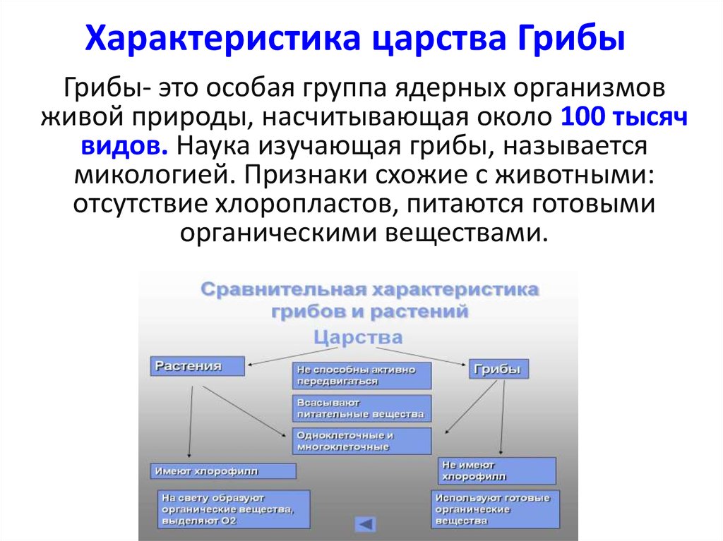 Характеристика царств. Общая характеристика царства грибов.