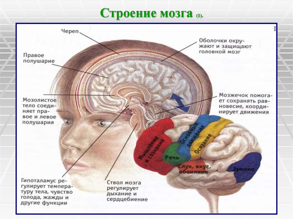 Звук слух мозг. Головной мозг. Структуры головного мозга.