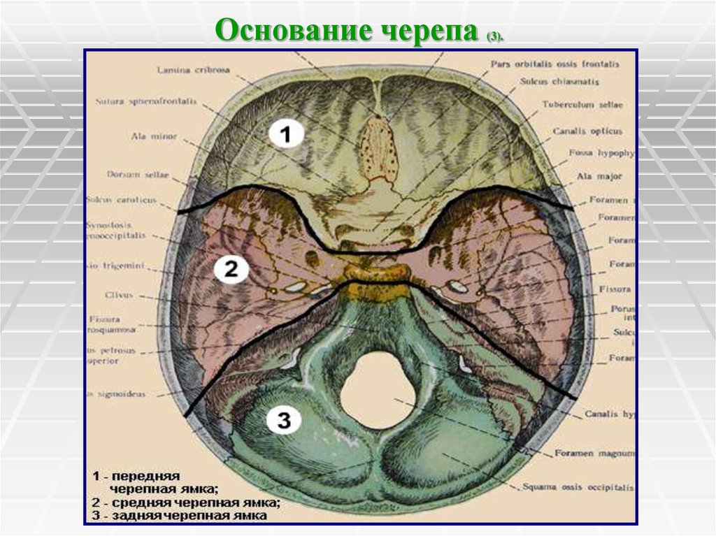 Основание черепа где. Основание черепа средняя черепная ямка. Основание черепа Черепные ямки. Основание черепа передняя черепная ямка. Основание черепа 3 ямки.