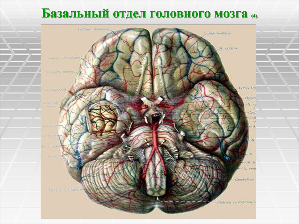 Изменение в базальных отделах. Базальные отделы головного мозга. Базальный мозг. Базальный передний мозг. Базальные отделы переднего мозга.