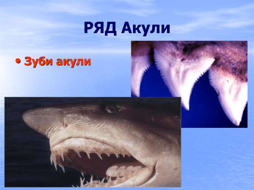 РЯД Акули