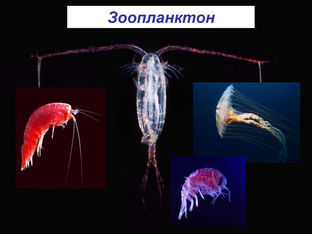 Зоопланктон составляют